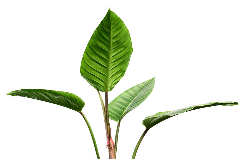 Philodendron urraoense