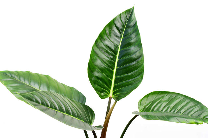 Philodendron urraoense