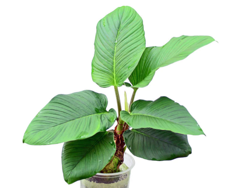 Philodendron rugapetiolatum