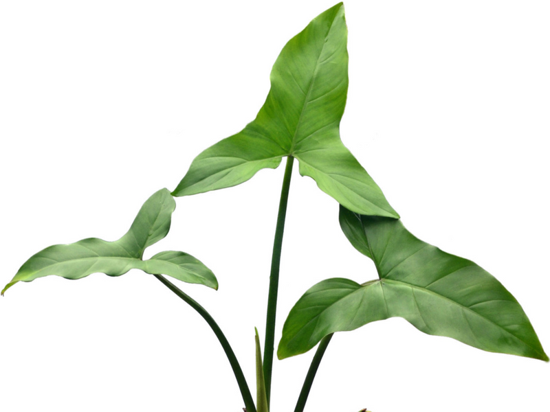 Philodendron sagittifolium
