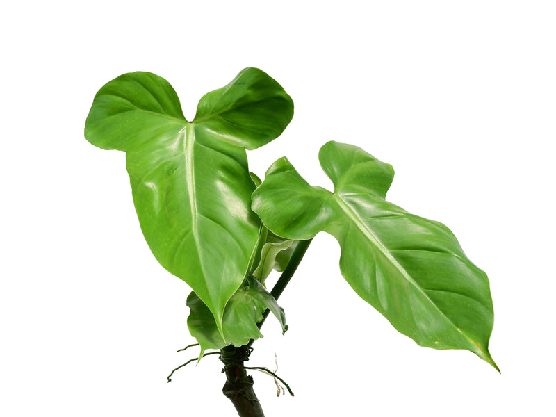 Philodendron sanctamartinense
