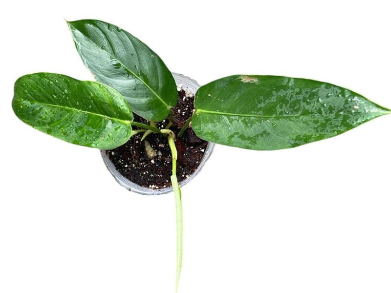 Philodendron scherberichii Ecuagenera (seedling)