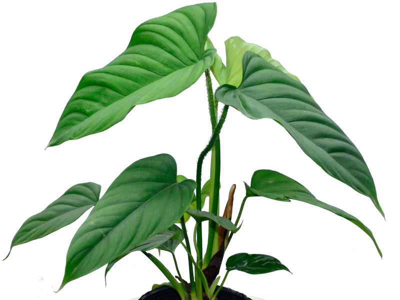 Philodendron schottianum