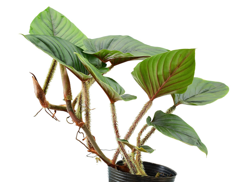Philodendron serpens