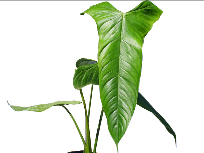 Philodendron sharoniae Goat