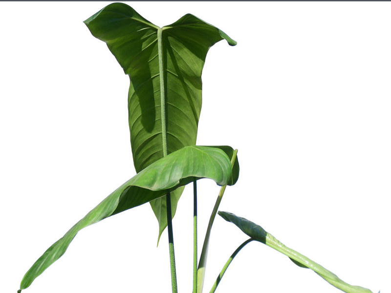 Philodendron sharoniae Goat