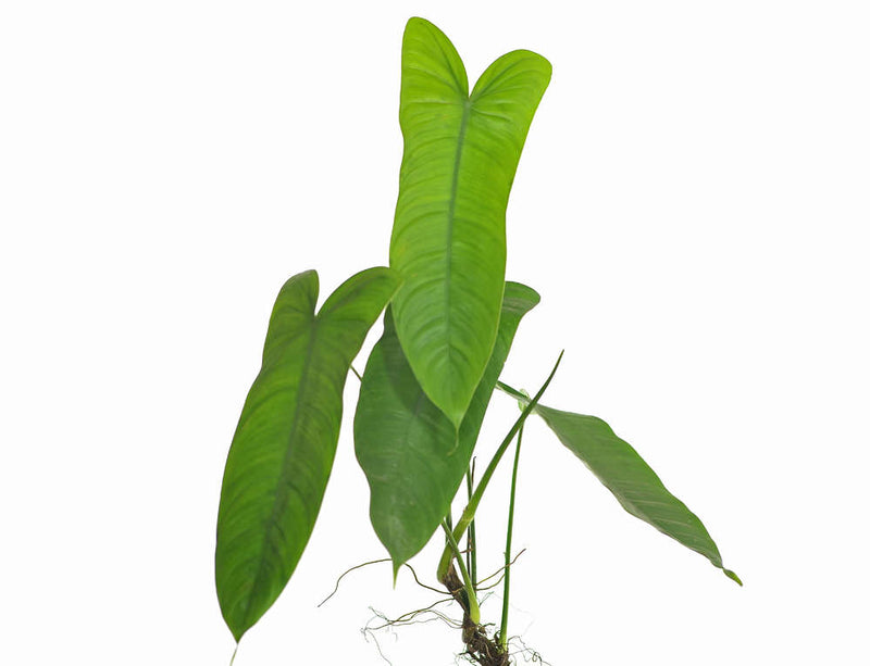 Philodendron sharoniae