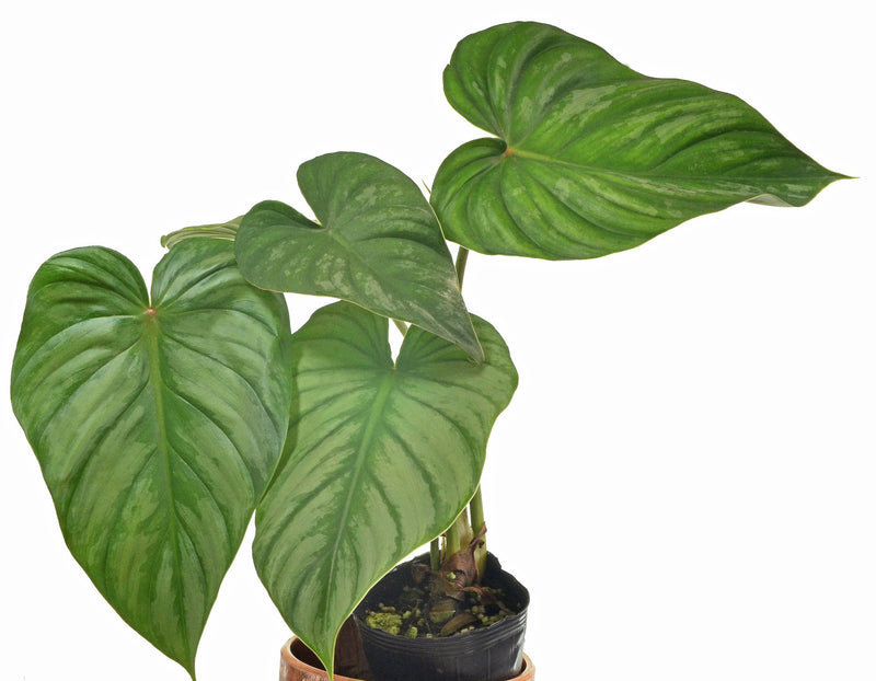 Philodendron sodiroi aff