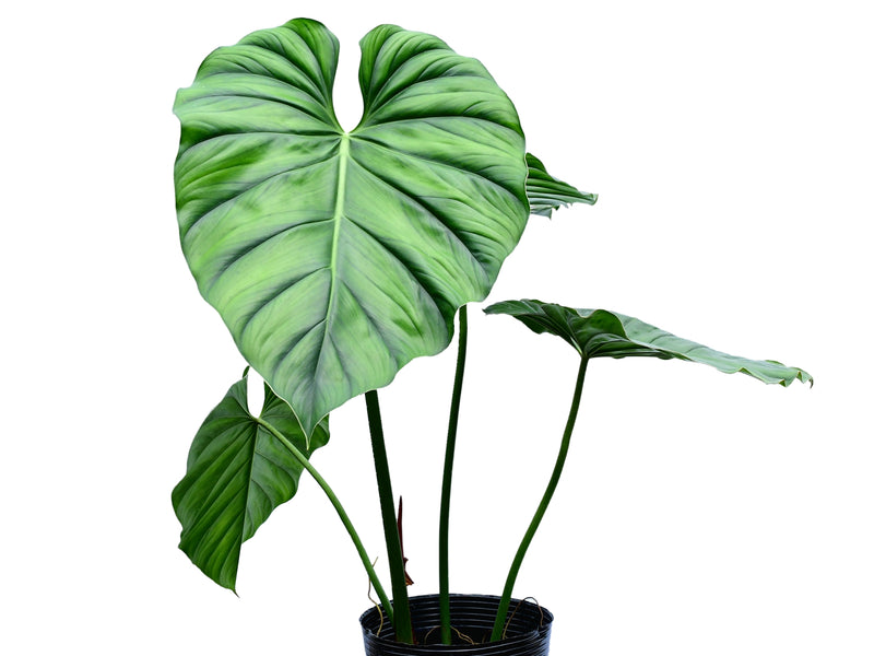 Philodendron sp Colombia