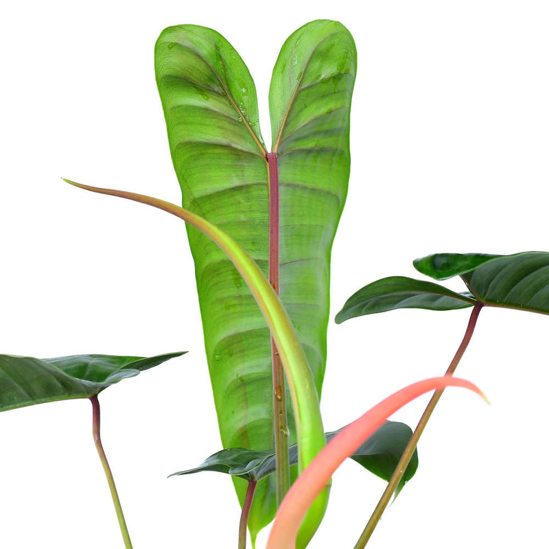 Philodendron sp Felix