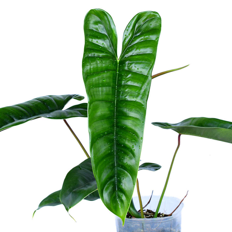 Philodendron sp Felix