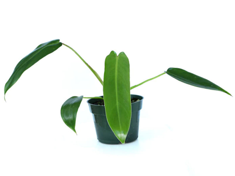 Philodendron spiritus-sancti (seedling)