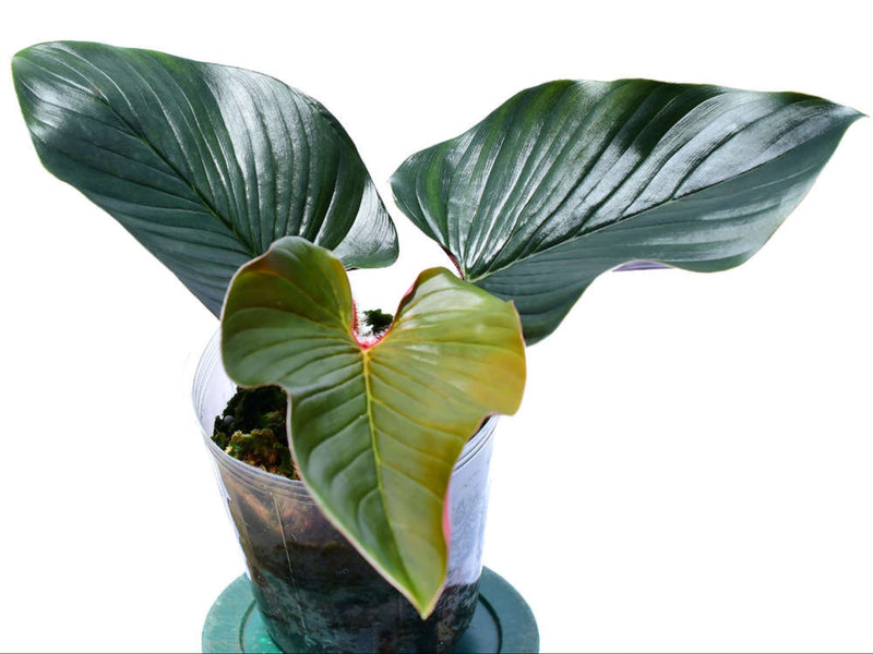 Philodendron squamicaule Pink