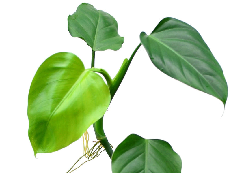 Philodendron undulatum 1