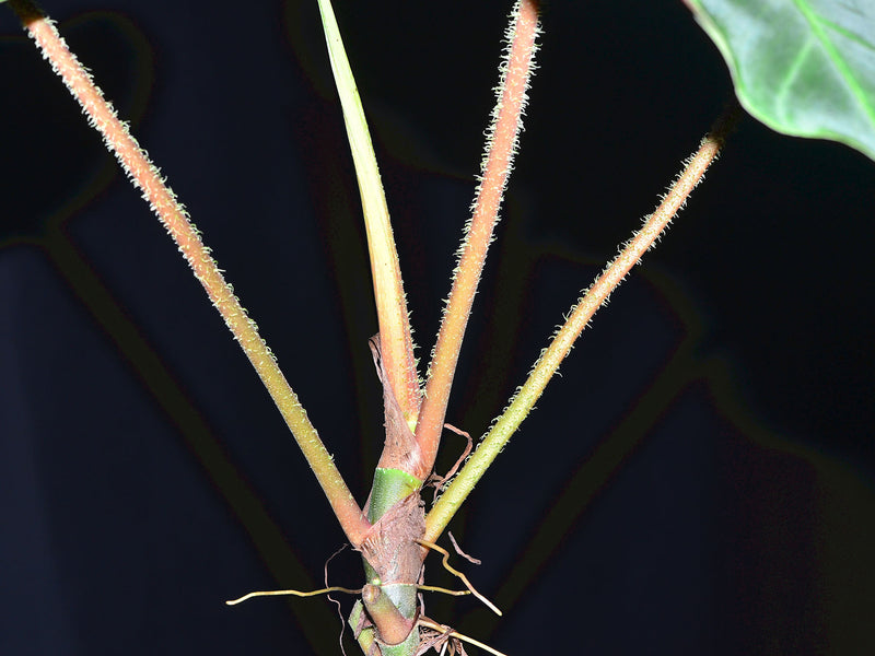 Philodendron verrucosum
