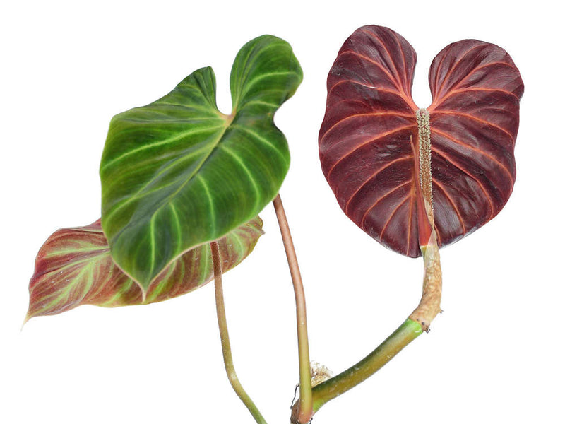 Philodendron verrucosum Amazon Sunset medium