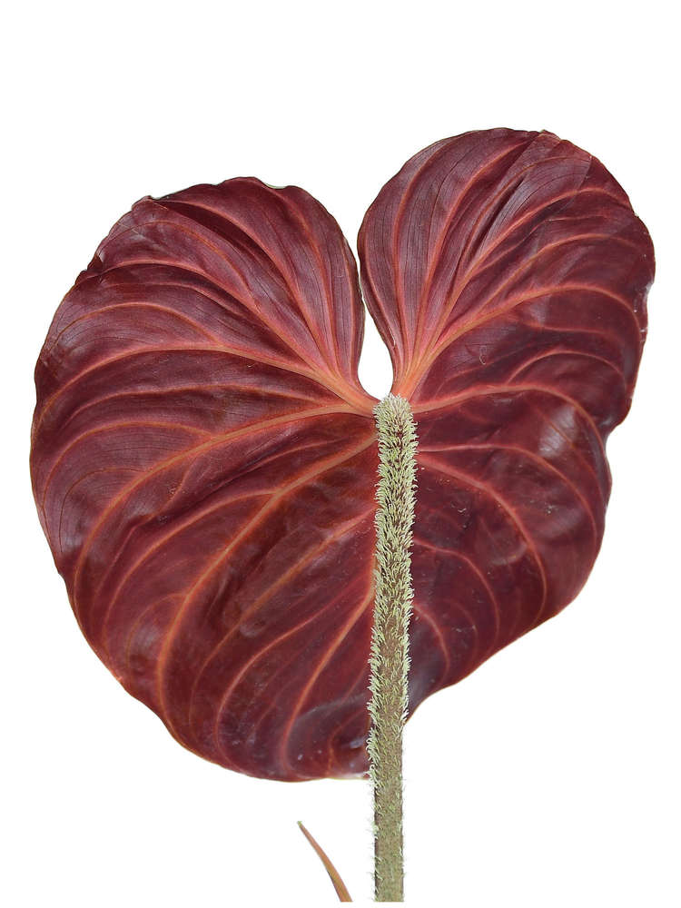 Philodendron verrucosum Amazon Sunset medium