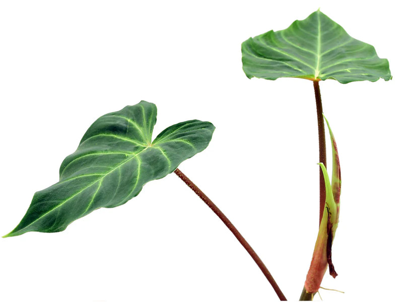 Philodendron verrucosum Angel