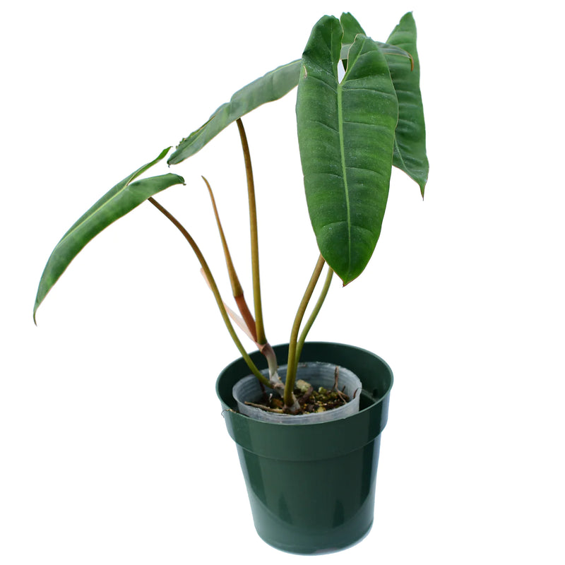 Philodendron billietiae seedling