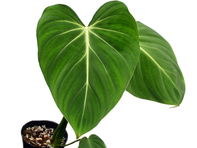 Philodendron gloriosum verde