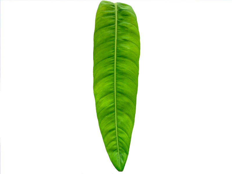 Philodendron patriciae 'Big'
