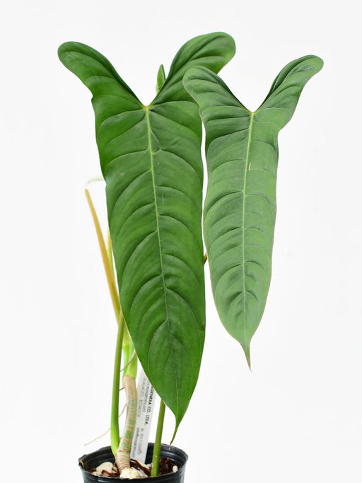 Philodendron Lavinia
