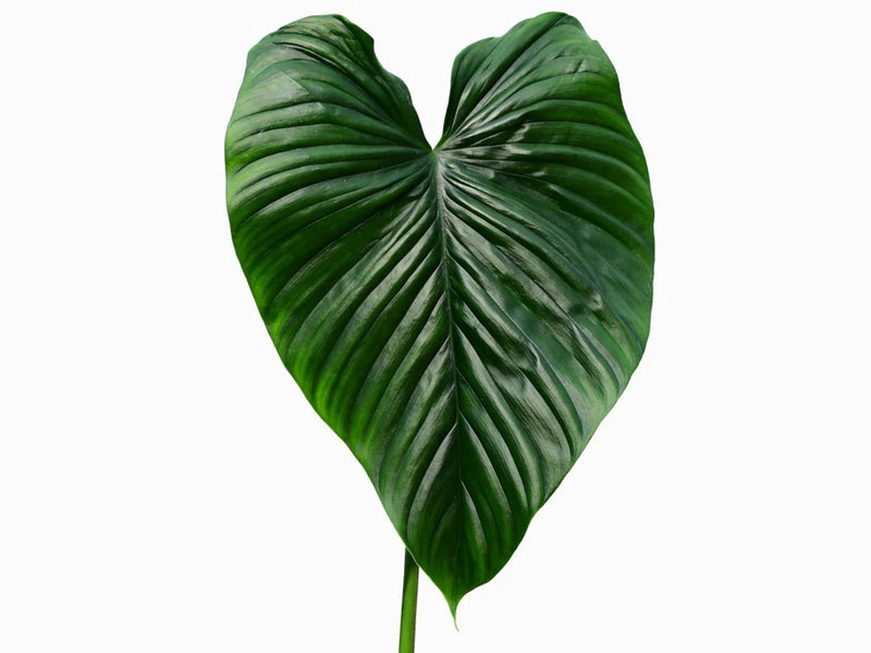 Philodendron rubrocinctum Platinum (seedling)