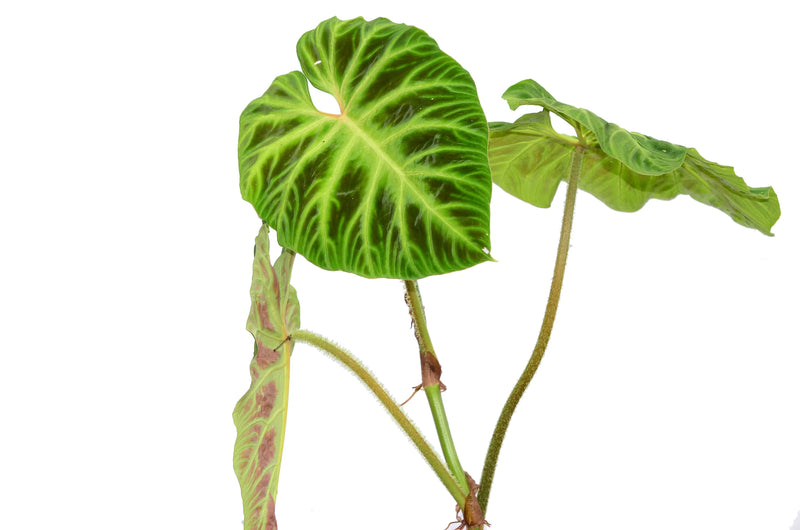 Philodendron verrucosum 2 — Ecuagenera California