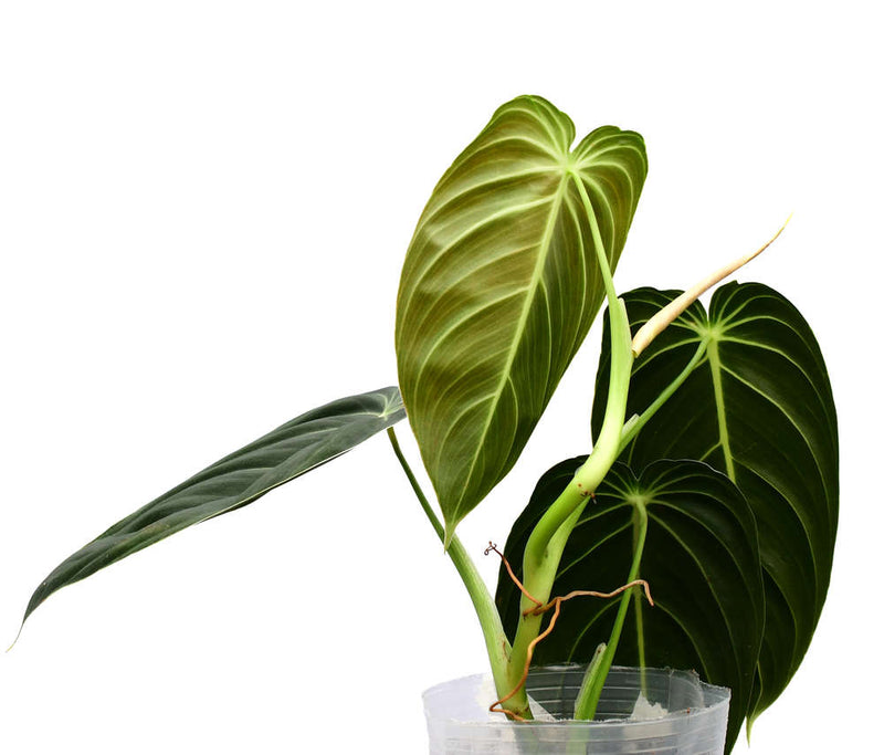Philodendron melanochrysum (seedling)