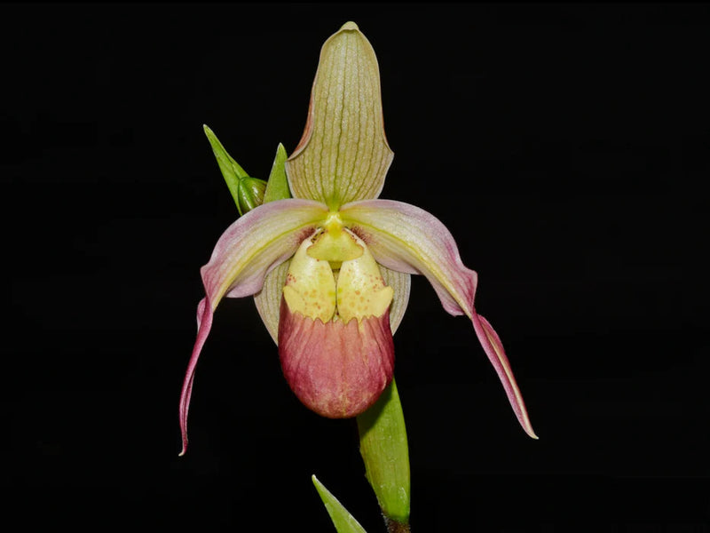 Phragmipedium Ainsworthii
