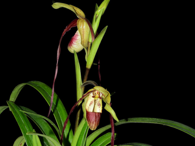 Phragmipedium QF Lee