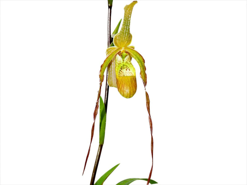 Phragmipedium Rina Soto
