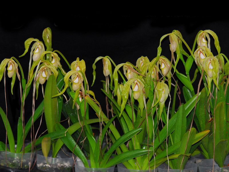 Phragmipedium Zapatilla de la Virgen