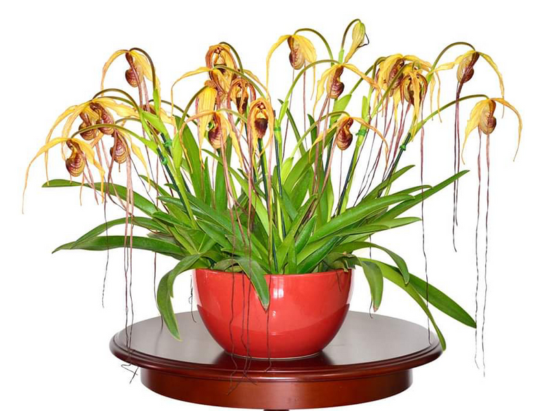Phragmipedium humboldtii 'Fortuna'