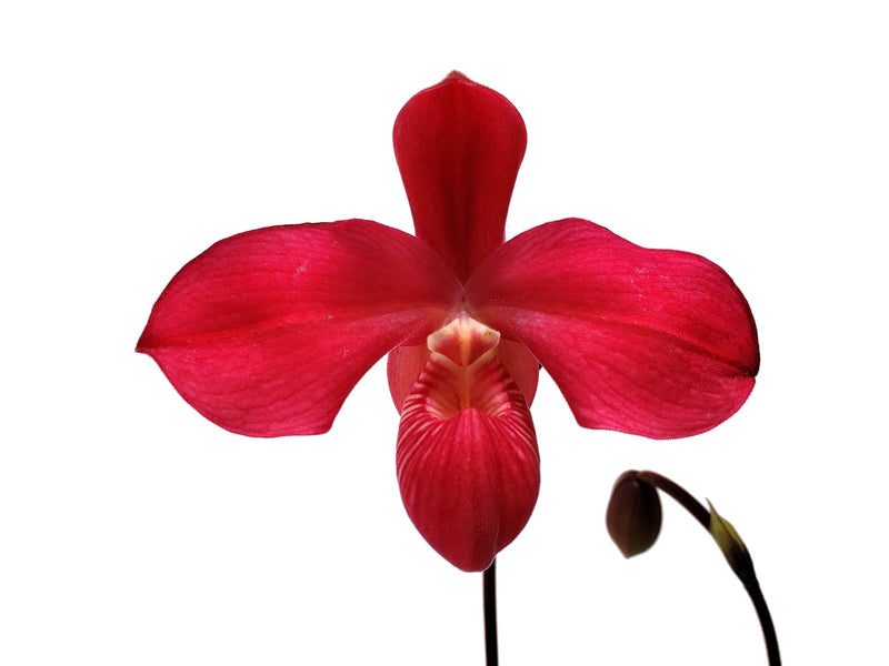 Phragmipedium Fritz Schomburg