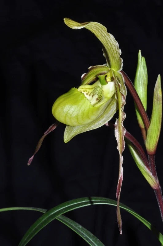 Phragmipedium x richteri