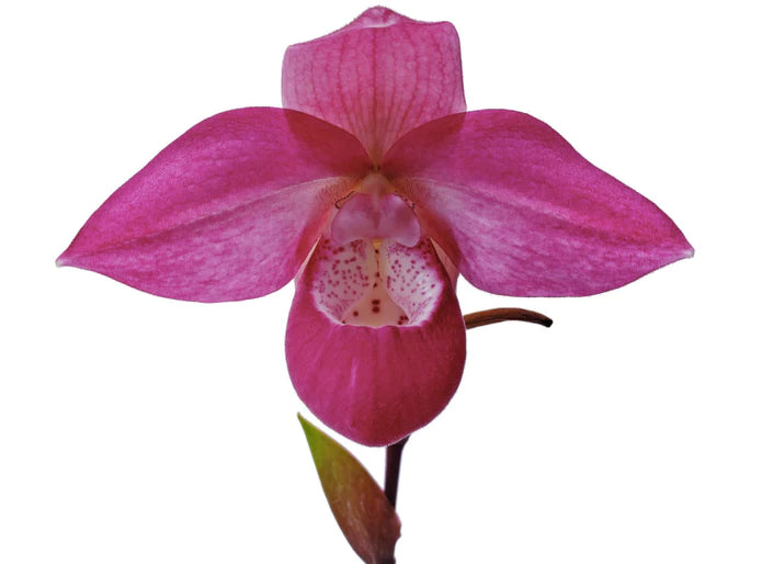 Phragmipedium Ecuagenera Dream