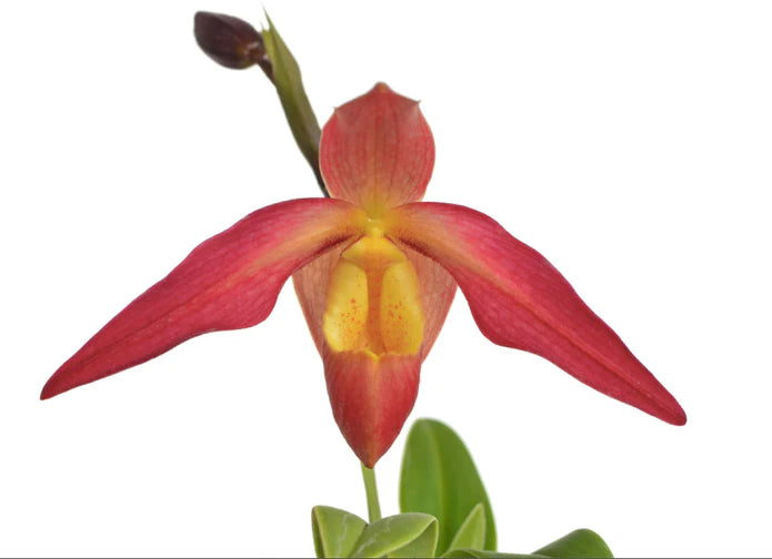 Phragmipedium Eric Young