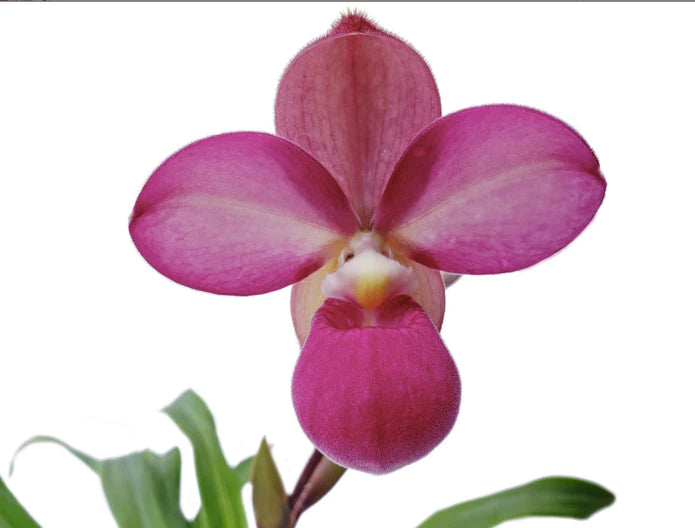 Phragmipedium Eumelia Arias