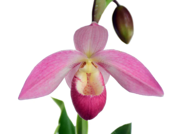Phragmipedium Grouville
