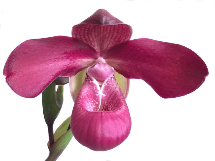 Phragmipedium Acker's Beauty