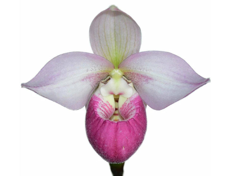 Phragmipedium Cardinale