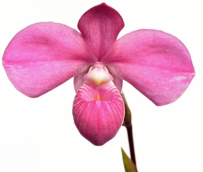 Phragmipedium Graeme Jones