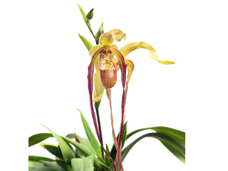 Phragmipedium Grande