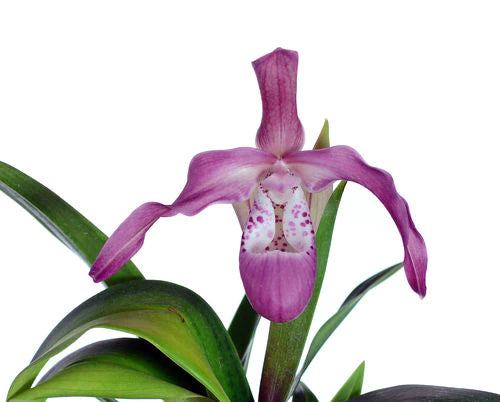 Phragmipedium Incan Treasure