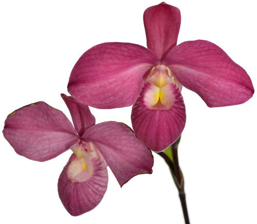 Phragmipedium Ivan Portilla