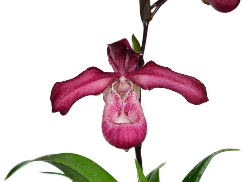 Phragmipedium Les Varines