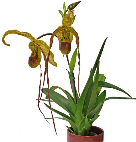 Phragmipedium Wossner Supergrande