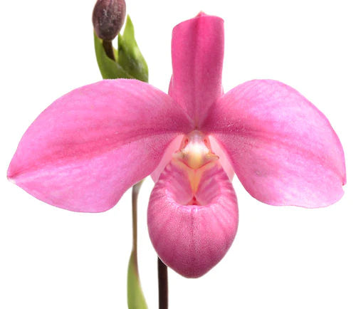 Phragmipedium Memoria Mariza Rolando