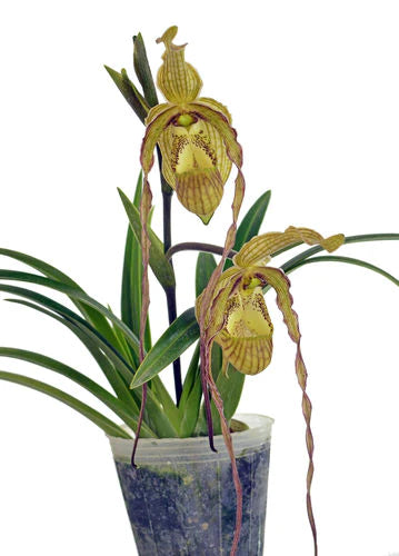 Phragmipedium Mini Grande